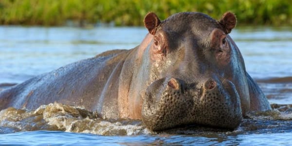 Ordenan eutanasia de hipopótamos en Colombia: polémica medida para frenar crisis ambiental
