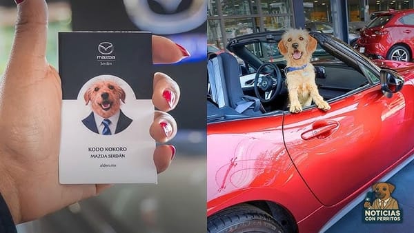 Perrito rescatado se convierte en “gerente de sonrisas” en concesionario de autos