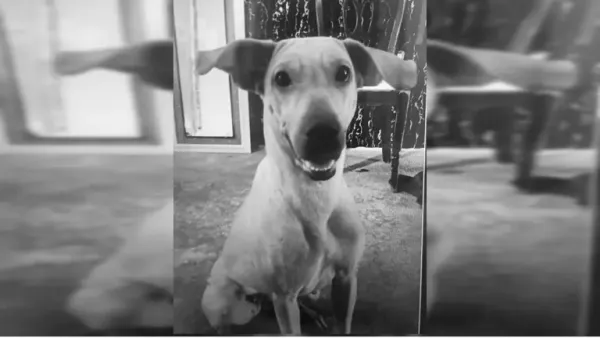 Justicia para Kira: agresor deberá pagar millonaria multa por brutal asesinato de perrita en Bucaramanga
