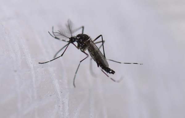 El dengue no da tregua en Santander y contagios crecen