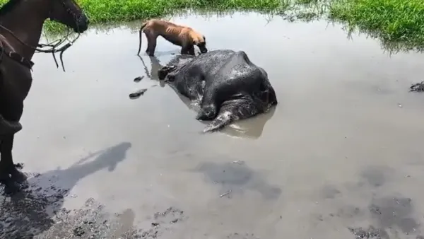 Hidrocarburos amenazan la vida en los caños de Barrancabermeja