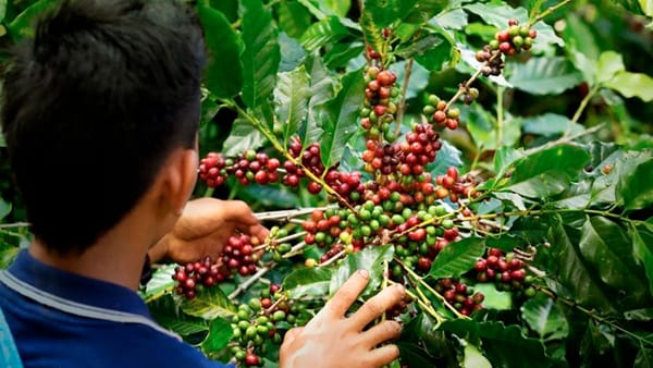Gobierno prorroga por cinco meses el Contrato de Estabilización de Precios del Café