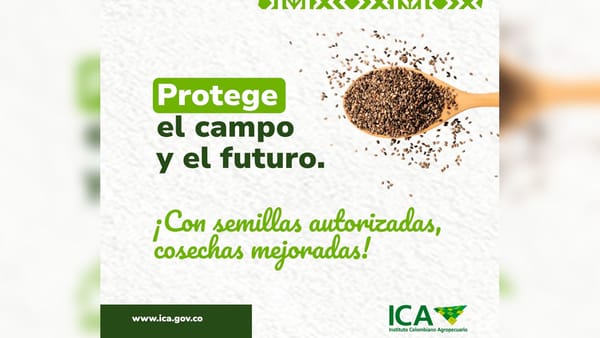 Por fenómeno de El Niño y la utilización de semillas no autorizadas pueden incrementar el riesgo en el fracaso de los cultivos