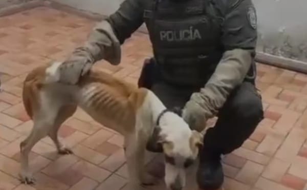 Desalmados se mudaron de casa y abandonaron a sus mascotas