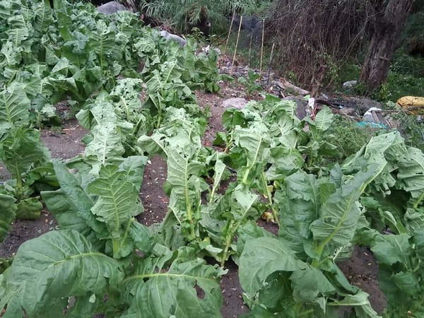 Alerta en Santander: transición al Fenómeno del Niño golpea el agro