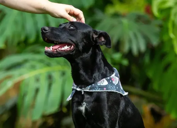 En el Día Mundial del Perro, expertos recomiendan cuidar las articulaciones desde temprana edad