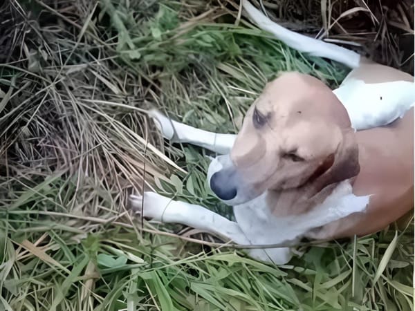 Indignación en Santander: rescatan a un perro que habría sido abandonado para morir amarrado con alambre en Curití