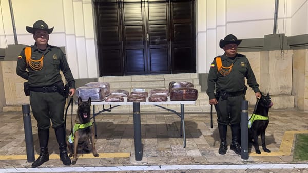 Canino les descubrió la 'yerba' encaletada en cajas
