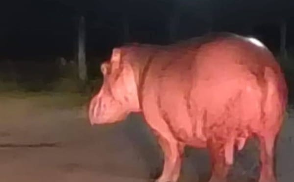 Piden al Gobierno nacional acelerar el desalojo de hipopótamos de Barrancabermeja