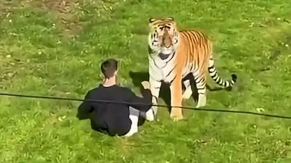 Un actor fue el joven que murió tras ingresar al recinto de un tigre en Inglaterra