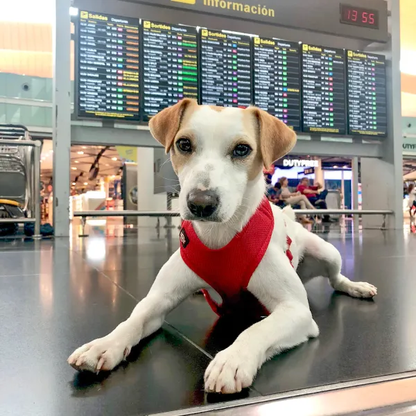 Estas son las nuevas reglas para el viaje seguro de animales en buses y aviones