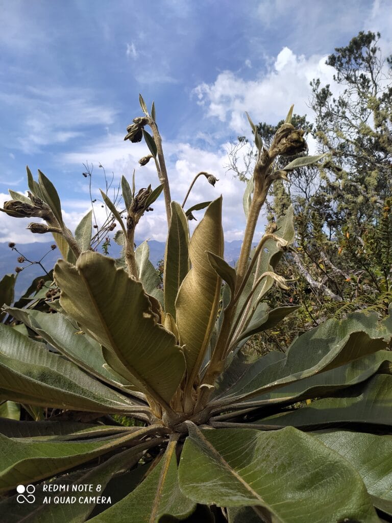 Ingenieros forestales de la Sede UIS descubren nueva especie de frailejón en García Rovira imagen de la publicación