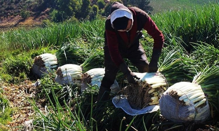 Campesinos de Santander podrán acceder a recursos para asegurar sus cultivos ante fenómenos climáticos imagen de la publicación