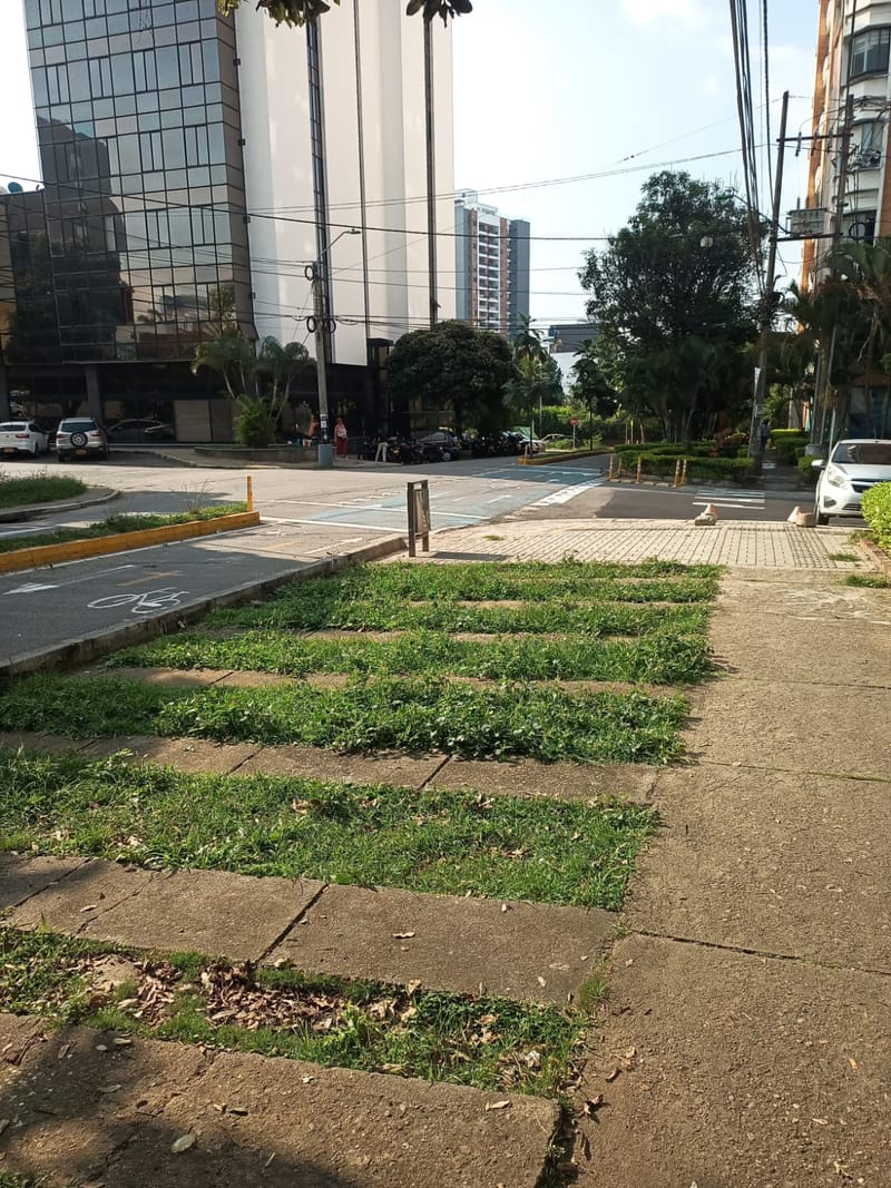 ¿Dónde están los árboles, Bucaramanga? imagen de la publicación