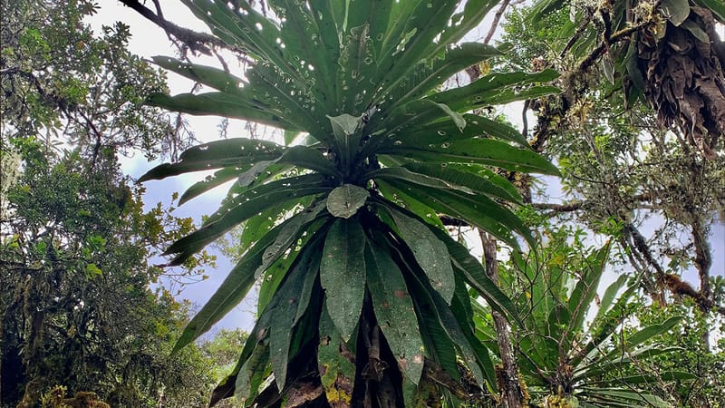 Científicos de la UIS descubren nueva especie de frailejón imagen de la publicación