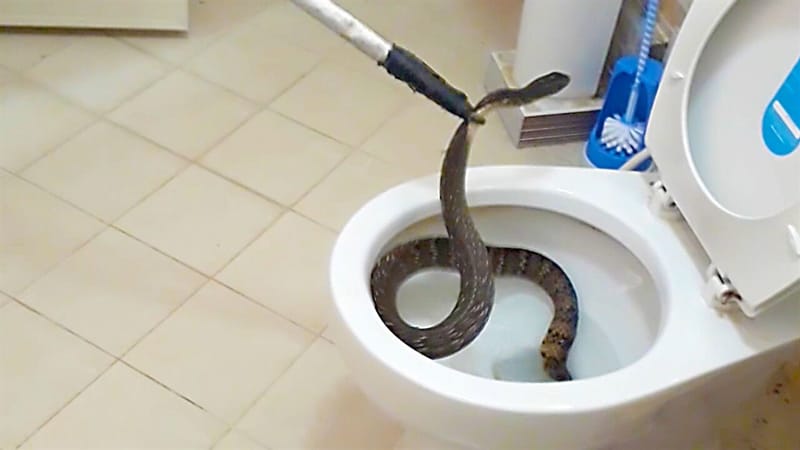 Hallan pitón de 1.5 metros en el baño de un apartamento imagen de la publicación
