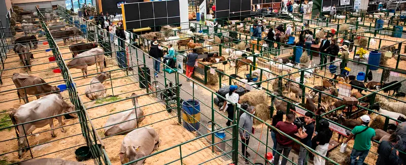 Productores santandereanos con mercado en Agroexpo 2025 imagen de la publicación