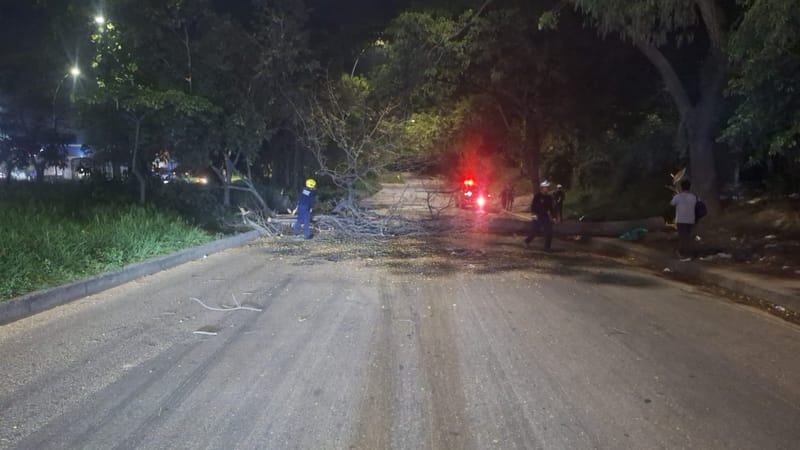 Árbol obstaculizó el tráfico vehicular en Centroabastos imagen de la publicación