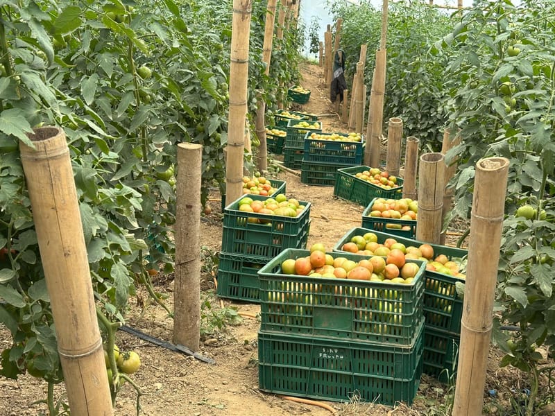 Piedecuesta promueve el agro local con compras para el PAE imagen de la publicación