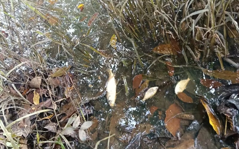 Mortandad de fauna y flora por derrame de gasolina en la  Ciénaga San Silvestre imagen de la publicación