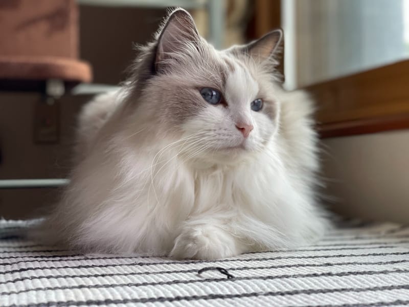 El Gato, la clave oculta del Alzheimer imagen de la publicación