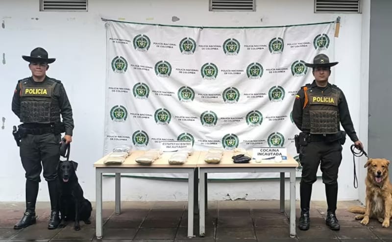 Olfato prodigioso les tumbo  'la vuelta' a mafias del narcotráfico en San Gil imagen de la publicación