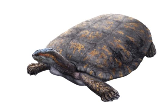 Shakiremys colombiana: Nueva especie de tortuga fósil será llamada en honor a reconocida artista barranquillera imagen de la publicación