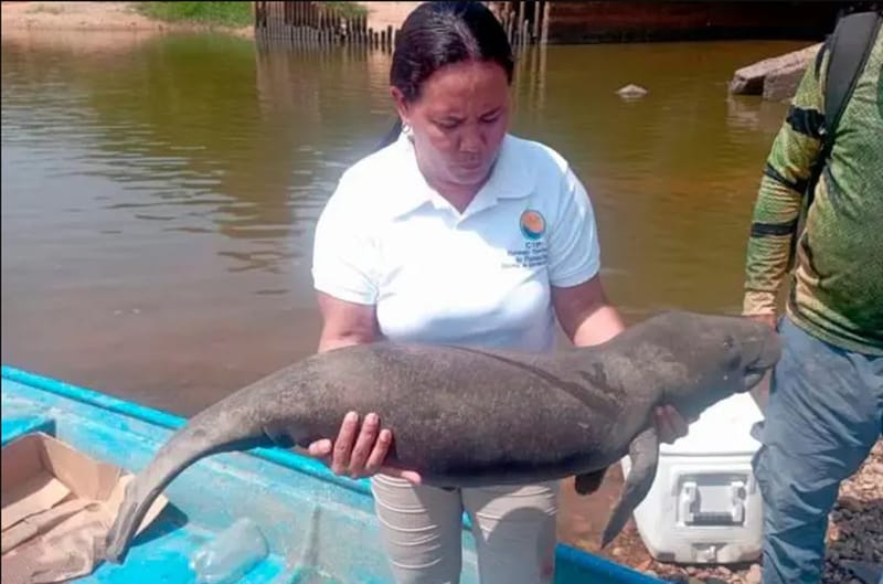 Emergencia ecológica en Barrancabermeja por la muerte de 13 manatíes antillanos imagen de la publicación