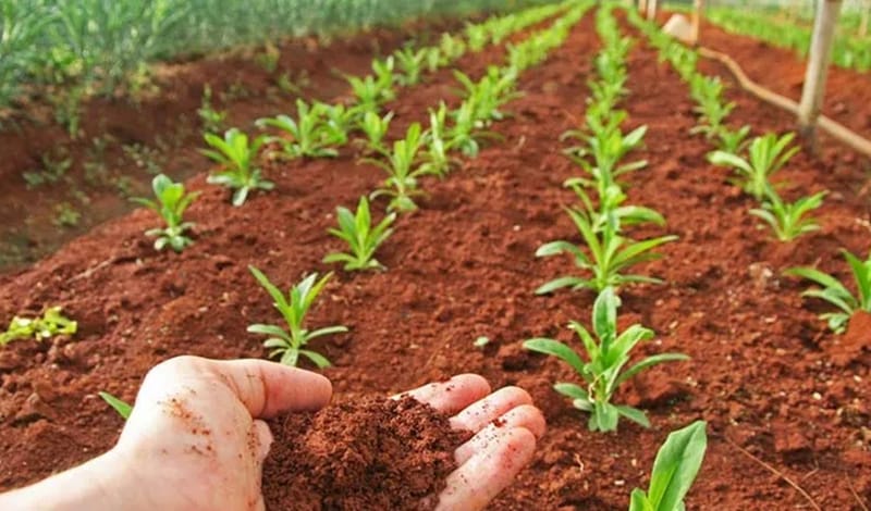 Proceso integrado al proyecto "Siembra de Oportunidades” intervino118 hectáreas en Santander imagen de la publicación