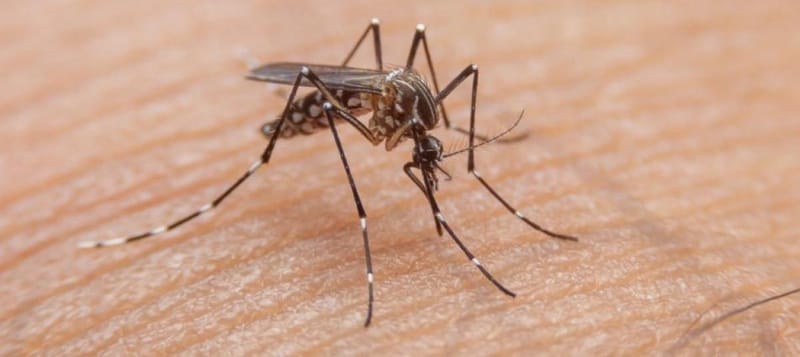 Barrancabermeja le pone freno al dengue imagen de la publicación