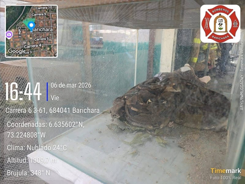 Rescatan Boa constrictor en casa de Barichara imagen de la publicación