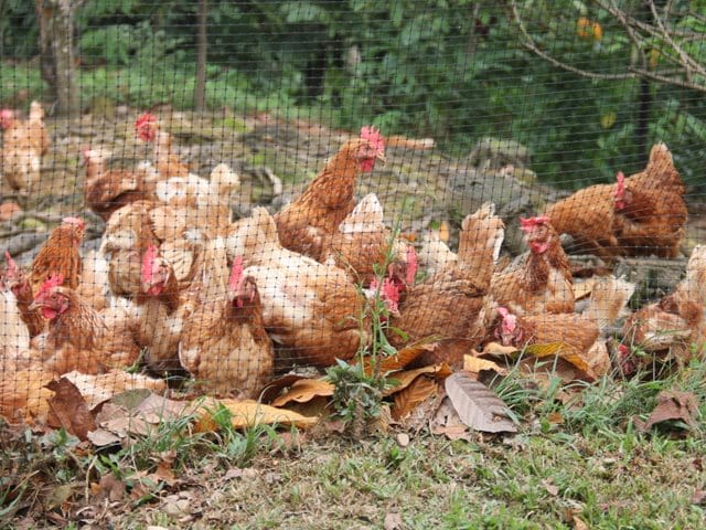 ICA trabaja en vigilancia y control contra la influenza aviar imagen de la publicación