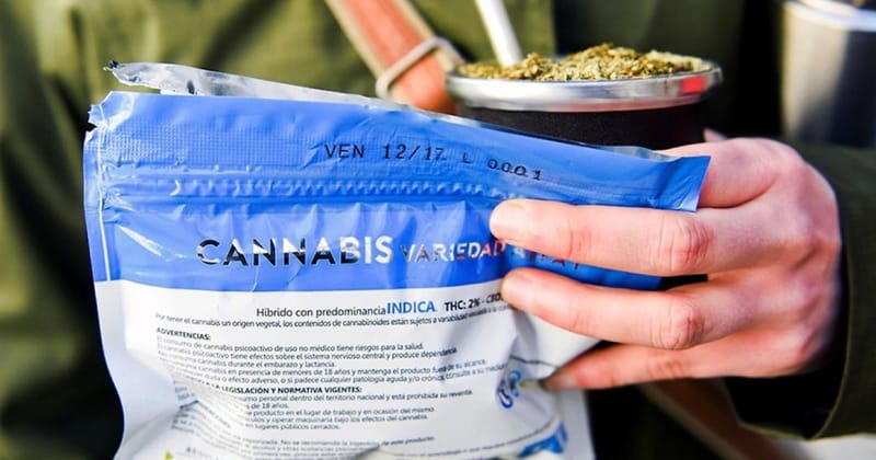 Clubes cannábicos en Uruguay impulsan venta legal de marihuana a turistas imagen de la publicación