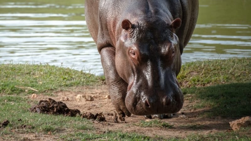 Barrancabermeja respalda eutanasia contra hipopótamos autorizada por el Gobierno nacional imagen de la publicación