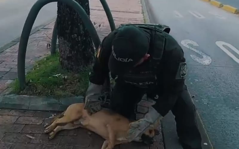 Otro caso de maltrato animal tras atropello a un canino que no fue auxiliado en Bucaramanga imagen de la publicación