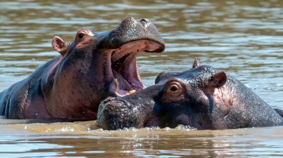 Colombia solicitó formalmente a India autorización para trasladar hipopótamos imagen de la publicación
