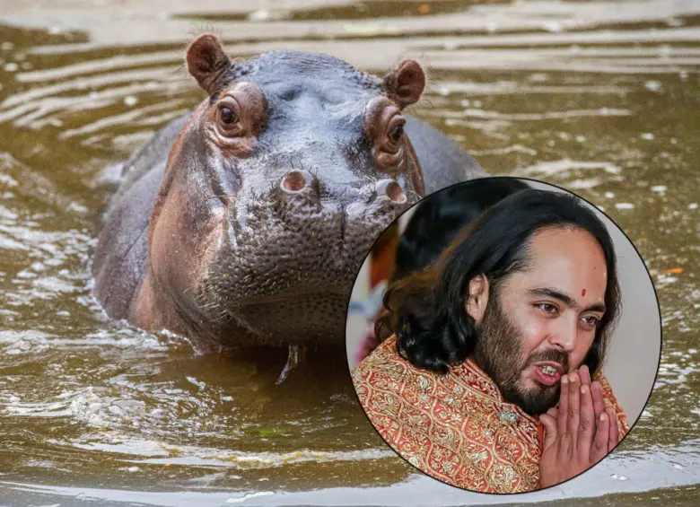Expertos aseguran que traslado de hipopótamos a la India es "técnicamente posible" imagen de la publicación