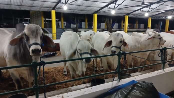 El Socorro espera millonarios negocios con su feria ganadera imagen de la publicación